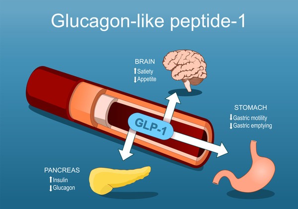GLP-1(Glucagon-like peptide-1) 작용을 설명하는 이미지로,
GLP-1 주사제가 뇌, 위장, 췌장에 미치는 영향을 시각화한 그림 = 식욕 억제(뇌), 위 배출 지연(위), 인슐린 분비 촉진(췌장)