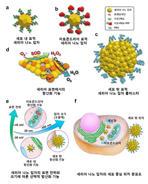 항산화물질의 파킨슨병 치료 원리, IBS 나노입자연구단 제공